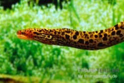 Leopardmuräne, Gymnothorax Polyuranodon (Echte Süßwassermuräne) -Heimtierbedarf Geschäft Leopardmuraene Gymnothorax polyuranodon Echte Suesswassermuraene 3