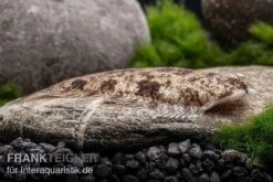 Leucorhynchos-Plattfisch, Süßwasserflunder, Achiroides Leucorhynchos -Heimtierbedarf Geschäft Leucorhynchos Plattfisch Achiroides leucorhynchos 2