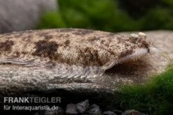 Leucorhynchos-Plattfisch, Süßwasserflunder, Achiroides Leucorhynchos -Heimtierbedarf Geschäft Leucorhynchos Plattfisch Suesswasserflunder Achiroides leucorhynchos 1 2