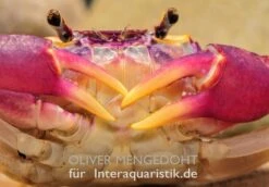 Lila Süßwasserkrabbe, Globithelphusa "indian Lilac" -Heimtierbedarf Geschäft Lila Suesswasserkrabbe Globithelphusa indian lilac 1