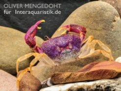 Lila Süßwasserkrabbe, Globithelphusa "indian Lilac" -Heimtierbedarf Geschäft Lila Suesswasserkrabbe Globithelphusa indian lilac 3