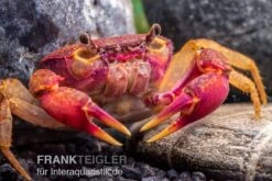 Lila Süßwasserkrabbe, Globithelphusa "indian Lilac"