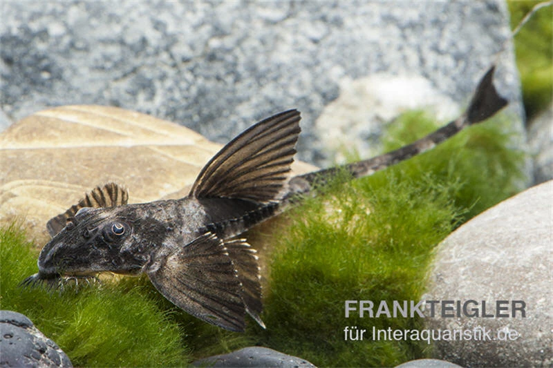 Maulbrütender Harnischwels, Loricaria Simillima 2 Maulbrütender Harnischwels, Loricaria Simillima – Bild 2