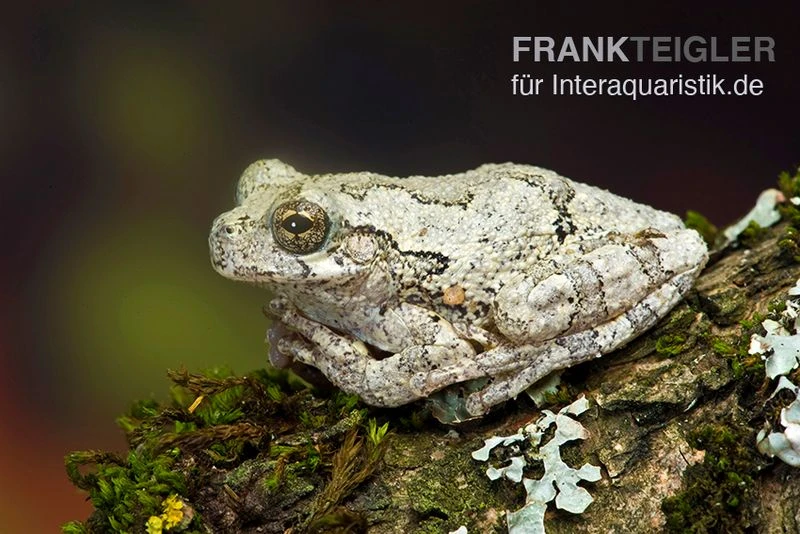 Marmorierter Laubfrosch, Hyla Marmorata 1 Marmorierter Laubfrosch, Hyla Marmorata