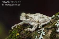 Marmorierter Laubfrosch, Hyla Marmorata 5 Marmorierter Laubfrosch, Hyla Marmorata -Heimtierbedarf Geschäft Marmorierter Laubfrosch Hyla marmorata 3