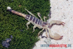 Maurischer Skorpion, Scorpio Maurus -Heimtierbedarf Geschäft Maurischer Skorpion Scorpio maurus 3