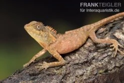 Nackenstachler, Acanthosaura Capra 5 Nackenstachler, Acanthosaura Capra -Heimtierbedarf Geschäft Nackenstachler Acanthosaura capra 3