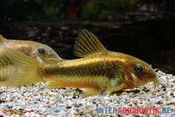 "Neon Gold Stripe"-Panzerwels, Corydoras Sp. "Neon Gold Stripe" (CW10) -Heimtierbedarf Geschäft Neon Gold Stripe Panzerwels Corydoras sp Neon Gold Stripe CW10 1