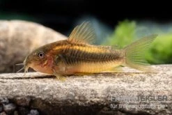 "Neon Gold Stripe"-Panzerwels, Corydoras Sp. "Neon Gold Stripe" (CW10) -Heimtierbedarf Geschäft Neon Gold Stripe Panzerwels Corydoras sp Neon Gold Stripe CW10 neu 2