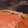 Nördlicher Sandgecko, Tropiocolotes Tripolitanus
