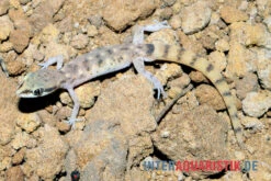 Nördlicher Sandgecko, Tropiocolotes Tripolitanus 7 Nördlicher Sandgecko, Tropiocolotes Tripolitanus -Heimtierbedarf Geschäft Noerdlicher Sandgecko Tropiocolotes tripolitanus 3