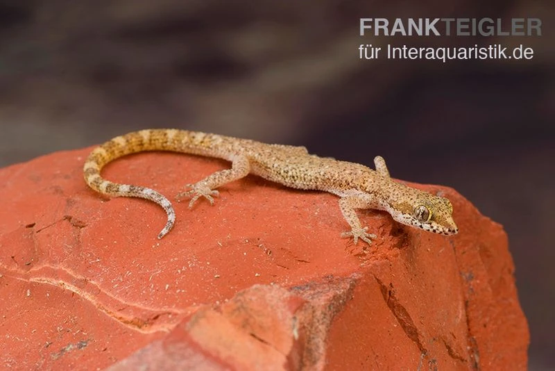Nördlicher Sandgecko, Tropiocolotes Tripolitanus 1 Nördlicher Sandgecko, Tropiocolotes Tripolitanus