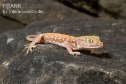 Nordafrikanischer Dünnfingergecko, Stenodactylus Petrii