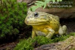 Afrikanischer Ochsenfrosch, Pyxicephalus Adspersus -Heimtierbedarf Geschäft Ochsenfrosch Pyxicephalus adspersus 3