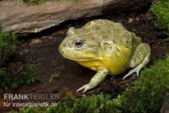 Afrikanischer Ochsenfrosch, Pyxicephalus Adspersus -Heimtierbedarf Geschäft Ochsenfrosch Pyxicephalus adspersus 4