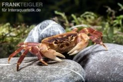 Orangenkrabbe, Sundathelphusa Sp. "orange" -Heimtierbedarf Geschäft Orangenkrabbe Sundathelphusa sp orange 2