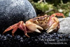 Orangenkrabbe, Sundathelphusa Sp. "orange" -Heimtierbedarf Geschäft Orangenkrabbe Sundathelphusa sp orange 3