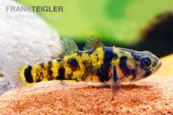 Ozelot-Goldringelgrundel, Brachygobius Sp. "Ozelot", 5 Stück