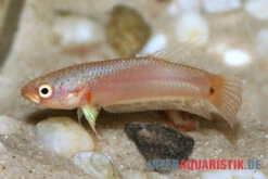 Pallifina-Kampffisch, Betta Pallifina, Paarweise -Heimtierbedarf Geschäft Pallifina Kampffisch Betta pallifina 3