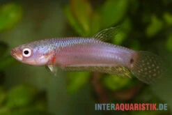 Pallifina-Kampffisch, Betta Pallifina, Paarweise -Heimtierbedarf Geschäft Pallifina Kampffisch Betta pallifina 4