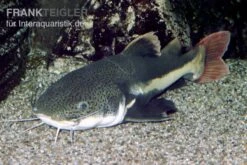 Rotflossen-Antennenwels, Phractocephalus Hemioliopterus (NUR Für Großaquarien)