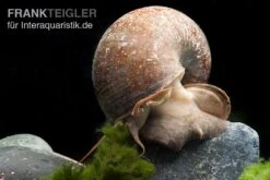 Afrikanische Riesen-Apfelschnecke, Pila Wernei -Heimtierbedarf Geschäft Pila wernei 1a