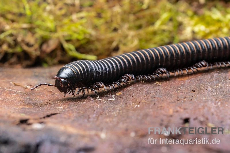 Pink Gestreifter Tausendfüßer, Odontostreptus Sjoestedti 4 Pink Gestreifter Tausendfüßer, Odontostreptus Sjoestedti – Bild 4