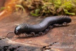 Pink Gestreifter Tausendfüßer, Odontostreptus Sjoestedti 9 Pink Gestreifter Tausendfüßer, Odontostreptus Sjoestedti -Heimtierbedarf Geschäft Pink gestreifter Tausendfuesser Odontostreptus sjoestedti 5
