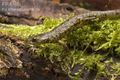 Spanischer Rippenmolch, Pleurodeles Waltl -Heimtierbedarf Geschäft Pleurodeles waltl rippenmolch