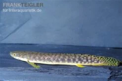 Pollis Flösselhecht, Polypterus Polli -Heimtierbedarf Geschäft Pollis Floesselhecht Polypterus polli