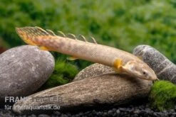 Pollis Flösselhecht, Polypterus Polli -Heimtierbedarf Geschäft Pollis Floesselhecht Polypterus polli 3