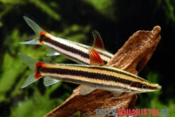Prachtkopfsteher, Anostomus Anostomus -Heimtierbedarf Geschäft Prachtkopfsteher Anostomus anostomus neu 2
