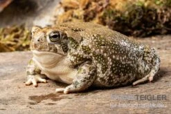 Präriekröte, Bufo Cognatus -Heimtierbedarf Geschäft Praeriekroete Bufo cognatus 3