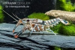 Maikäferkrebs, Procambarus Spiculifer