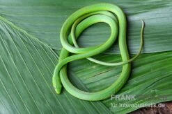 Raue Grasnatter, Opheodrys Aestivus -Heimtierbedarf Geschäft Raue Grasnatter Opheodrys aestivus 3