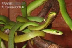 Raue Grasnatter, Opheodrys Aestivus -Heimtierbedarf Geschäft Raue Grasnatter Opheodrys aestivus 5