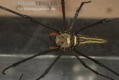Riesenradnetzspinne, Nephila Maculata -Heimtierbedarf Geschäft Riesenradnetzspinne Nephila maculata