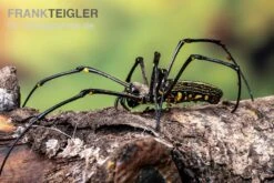 Riesenradnetzspinne, Nephila Maculata -Heimtierbedarf Geschäft Riesenradnetzspinne Nephila maculata 5