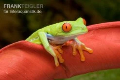Rotaugenlaubfrosch, Agalychnis Callidryas DNZ -Heimtierbedarf Geschäft Rotaugenlaubfrosch Agalychnis callidryas 02