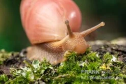 Rote Hausschnecke, Limicolaria Sp. "Deep Red" 7 Rote Hausschnecke, Limicolaria Sp. "Deep Red" -Heimtierbedarf Geschäft Rote Hausschnecke Limicolaria sp Deep Red 4
