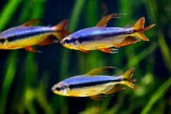 Roter Kongosalmler, Alestopetersius Brichardi