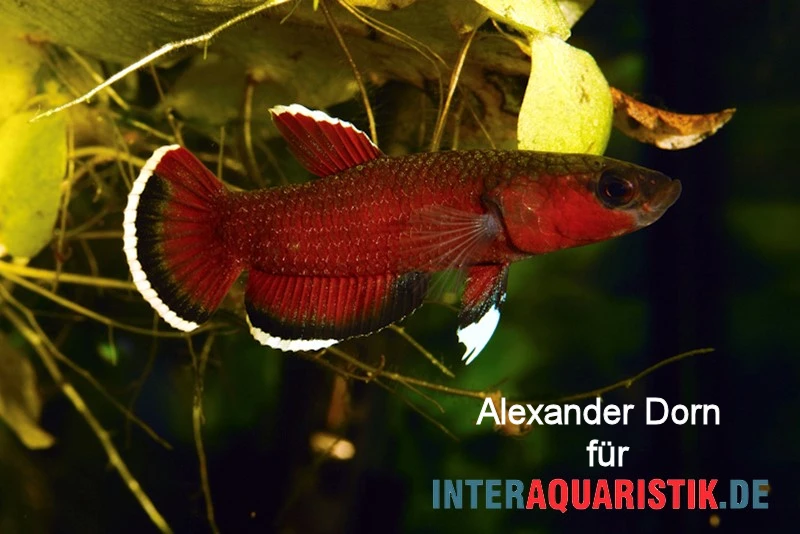 Roter Laubkampffisch, Betta Channoides 1 Roter Laubkampffisch, Betta Channoides