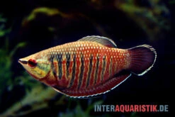 Roter Schokoladengurami, Sphaerichthys Vaillanti