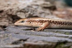 Roter Togo-Skink, Mabuya Perrotetii 7 Roter Togo-Skink, Mabuya Perrotetii -Heimtierbedarf Geschäft Roter Togo Skink Mabuya perrotetii 1