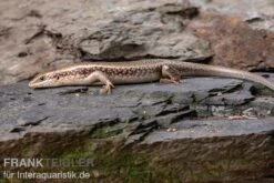 Roter Togo-Skink, Mabuya Perrotetii 8 Roter Togo-Skink, Mabuya Perrotetii -Heimtierbedarf Geschäft Roter Togo Skink Mabuya perrotetii 2