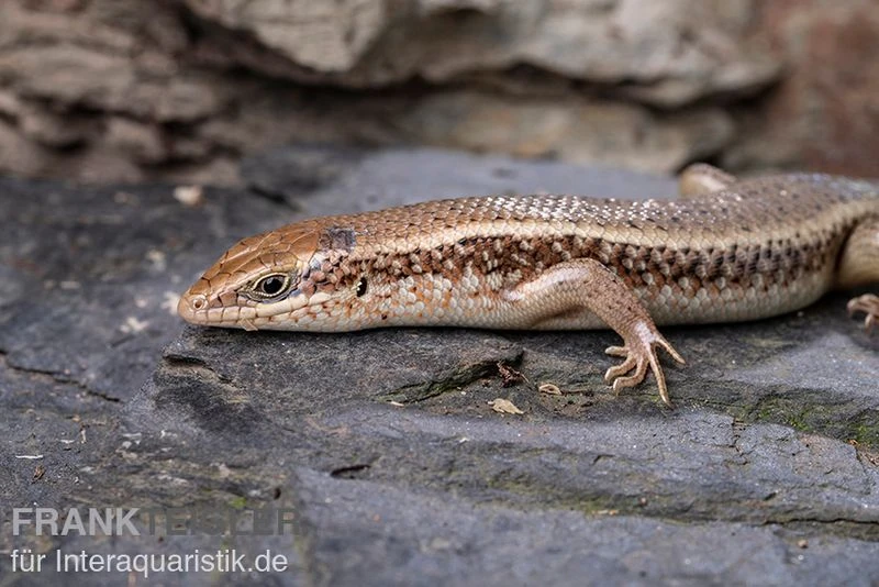 Roter Togo-Skink, Mabuya Perrotetii 5 Roter Togo-Skink, Mabuya Perrotetii – Bild 5