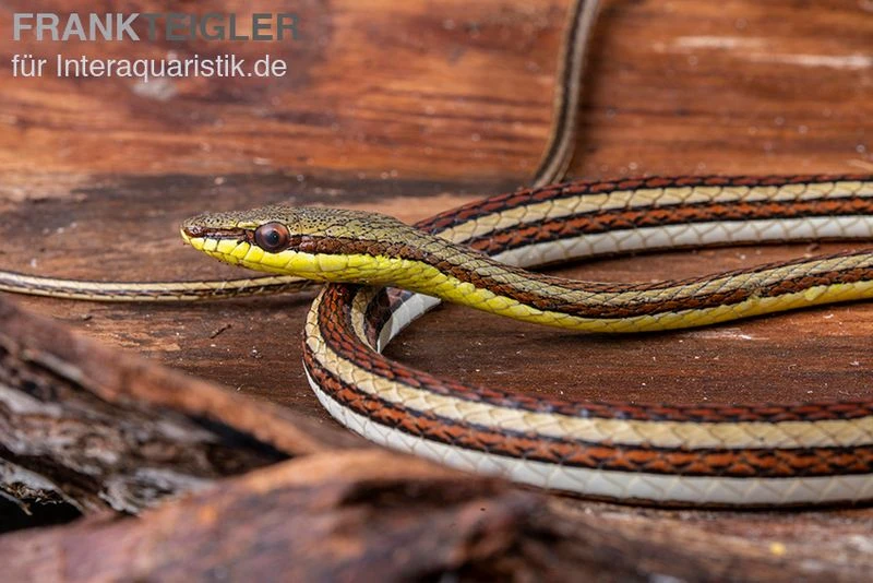Sandrenn-Natter, Psammophis Elegans 1 Sandrenn-Natter, Psammophis Elegans