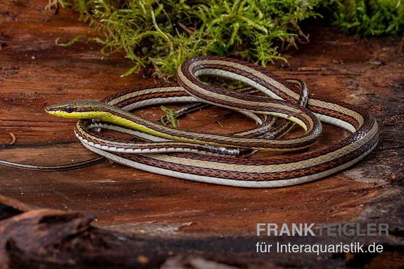 Sandrenn-Natter, Psammophis Elegans 2 Sandrenn-Natter, Psammophis Elegans – Bild 2
