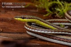 Sandrenn-Natter, Psammophis Elegans 5 Sandrenn-Natter, Psammophis Elegans -Heimtierbedarf Geschäft Sandrenn Natter Psammophis elegans 03