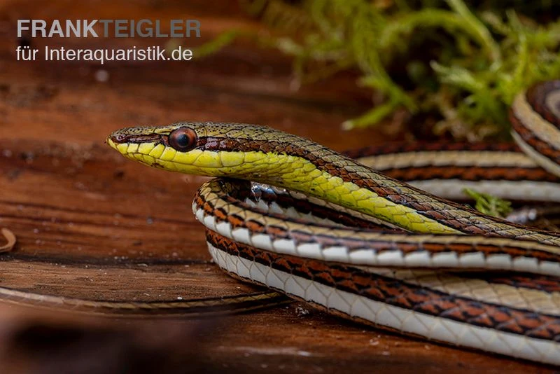 Sandrenn-Natter, Psammophis Elegans 3 Sandrenn-Natter, Psammophis Elegans – Bild 3